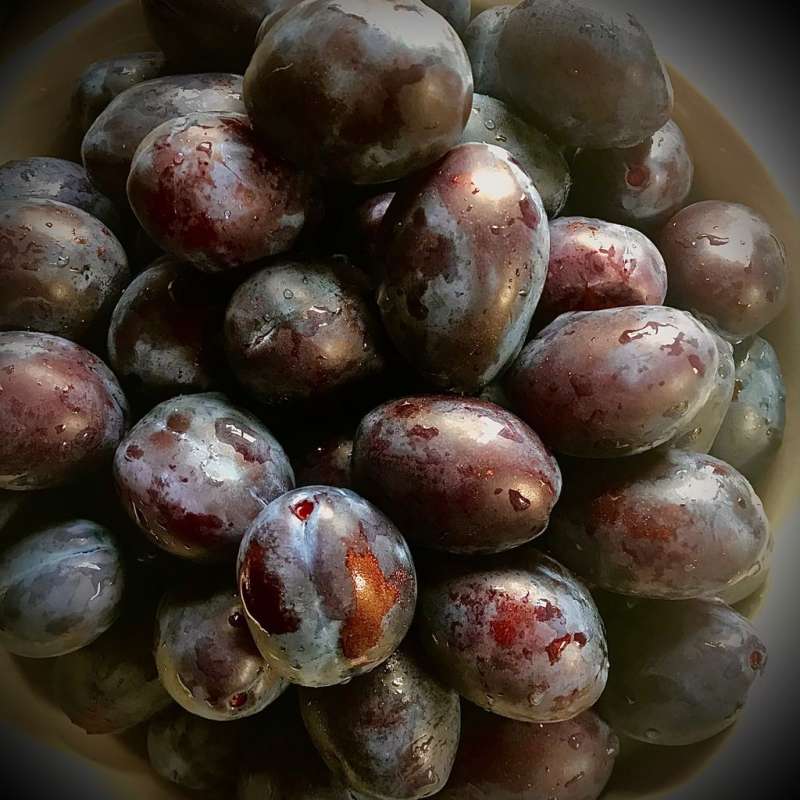 Zwetschke1