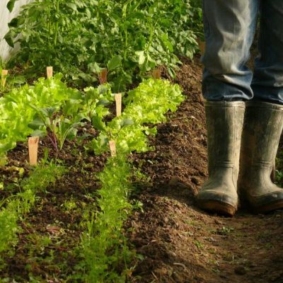Gemüsebeet, grüne Pflanzen, ein ausgetretener Weg und jemand geht mit Gummistiefel durch die Reihen