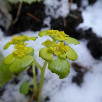 Grüne Pflanze im Schnee