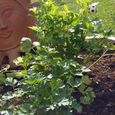 Grüne Petersilie im Vordergrund mit einer Sonne aus rötlichem Terrakotta im Hintergrund